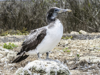 Close up of  masked Boobie at Galapagos island of North Seymour