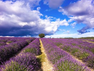 Fototapeta premium lavender in tje landscape