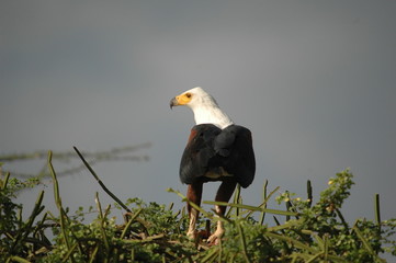 African Fish eagle with fish at Naivasha Lake, Kenya