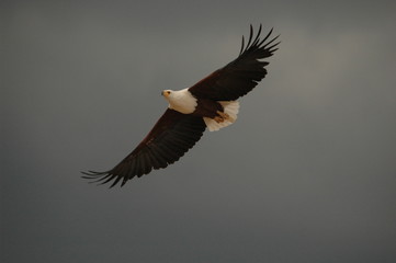 Fish eagle attacks fish at Naivasha Lake, Kenya
