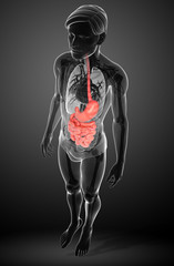 Small intestine anatomy of male