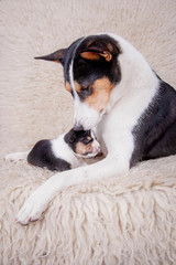 Newborn basenji puppy with mother