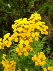 Yellow flowers in the meadow