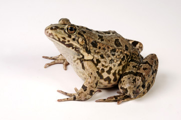 Frosch