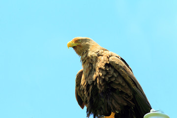 White-tailed sea eagle (Haliaeetus albicilla) in Hokkaido, Japan