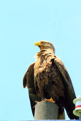 White-tailed sea eagle (Haliaeetus albicilla) in Hokkaido, Japan