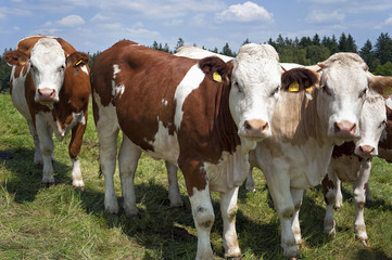 Naklejka na ściany i meble Kühe auf dem Feld