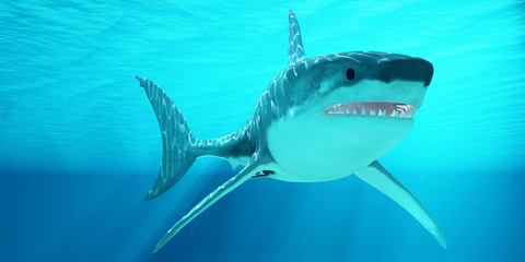 Fototapeta premium Great White Shark with Sunrays