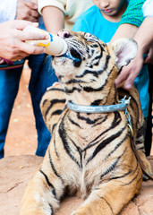 Buddhist monk feeding with milk a Bengal tiger in Thailand.