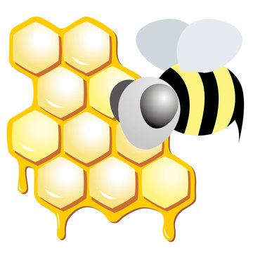 Honeycomb and bee