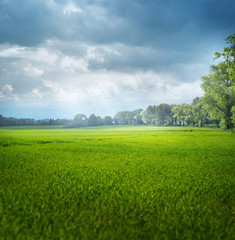 Beautiful summer landscape of the rular area