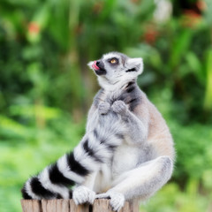 Naklejka na ściany i meble ring-tailed lemur (lemur catta) grin Tongue and looking somethin