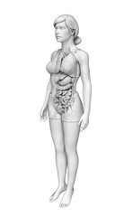 Female digestive system artwork