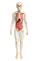 Fototapeta premium Male skeleton and digestive system