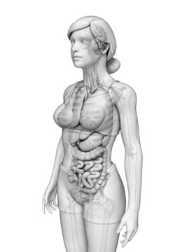 Digestive system of female anatomy