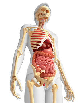 Male skeleton and digestive system