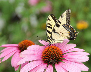 Butterfly on purple coneflower