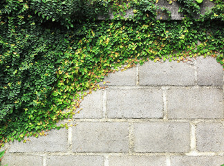 Fototapeta na wymiar The Green Creeper Plant on the Wall