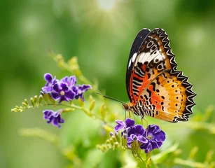 Cercles muraux Papillon Papillon sur une fleur violette
