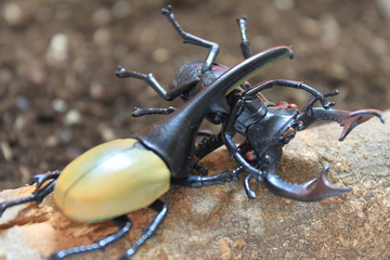カブトムシ対クワガタ