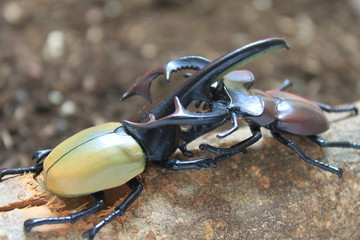 カブトムシ対クワガタ
