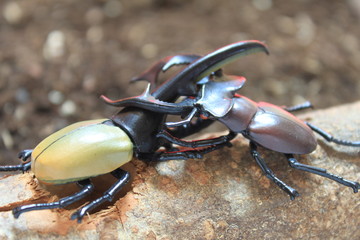 カブトムシ対クワガタ
