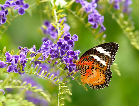 Butterfly on a violet flower