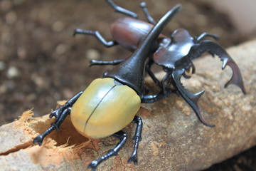 カブトムシ対クワガタ