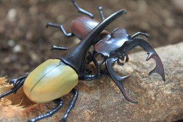 カブトムシ対クワガタ