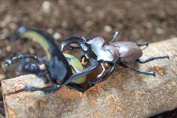 カブトムシ対クワガタ