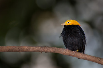 Golden-headed Manakin