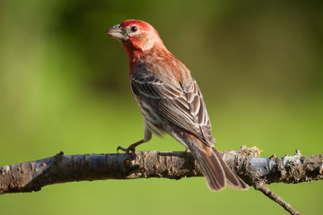 A male house finch perched on a plum tree branch
