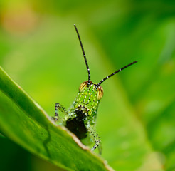 front view  of  green grasshopper with black dot hanging on  lea