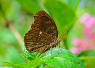 side view of brown butterfly hanging on green leaf