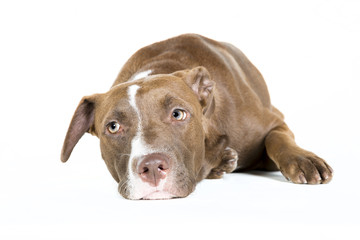 Obraz premium Lazy Dog Isolated on White