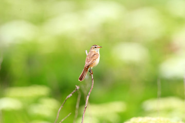 Black-browed reed-warbler (Acrocephalus bistrigiceps) in Hokkaid