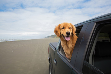dog driving on the beach with his head out the window