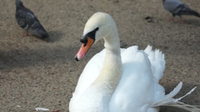 White swan sitting on sand