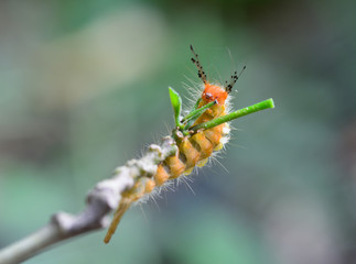 orange caterpillar eating leaves on tree branch