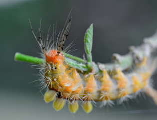 orange caterpillar eating leaves on tree branch