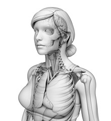 Human body respiratory system