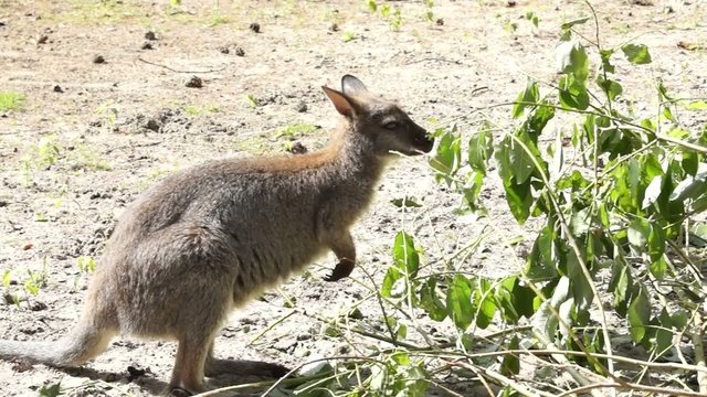 Kangaroo eating green leaves on a tree