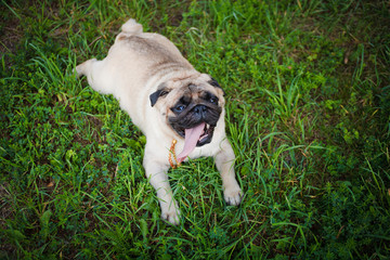 Funny pug