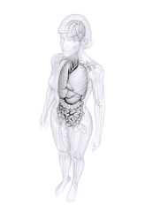 Fototapeta na wymiar Digestive system of female anatomy