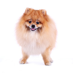 Obraz premium pomeranian dog smile on white background