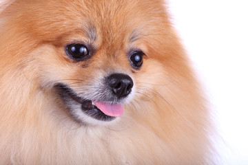 Obraz premium pomeranian dog