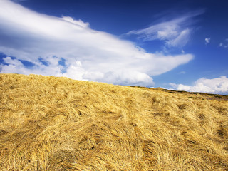 Field and cloudy sky. Agricultural landscape