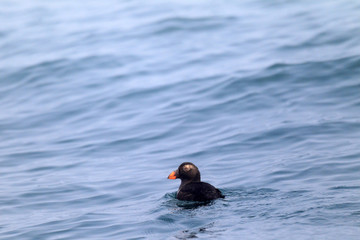 Tufted Puffin (Fratercula cirrhata) juvnile in Hokkaido, Japan 