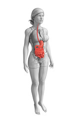 Small intestine anatomy of female