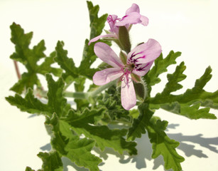 Pelargonium